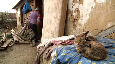 На Житомирщині Раїса Лукашевич підгодовує п'ятдесят котів та вісім собак – їм бракує їжі На Житомирщині Раїса Лукашевич підгодовує п'ятдесят котів та вісім собак – їм бракує їжі
