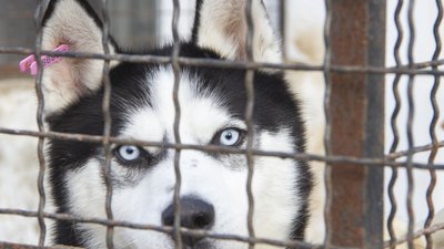 Викинули собаку, бо набридла. Історії безпритульних чернівецьких тварин, які чекають на господаря Викинули собаку, бо набридла. Історії безпритульних чернівецьких тварин, які чекають на господаря
