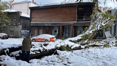 дерево упало в Одесі