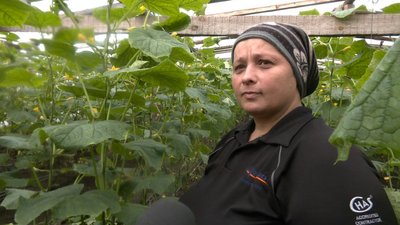 як Вирощують огірки як Вирощують огірки