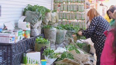На хмельницькому ринку розпочався сезон розсади