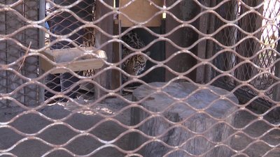 До вінницького зоопарку евакуювали хижаків з Одещини