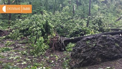 Гроза у Львові: повалені дерева та затоплені вулиці