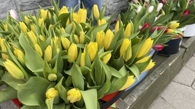 У Полтаві відбувся благодійний продаж квітів