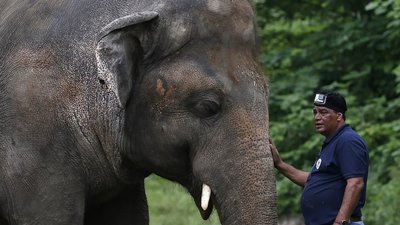 У Пакистані випустили на волю "найсамотнішого слона у світі". Він переїздить до Камбоджі