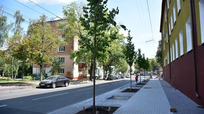 У Чернігові на Гончій замість спиляних дерев висадили 14 лип У Чернігові на Гончій замість спиляних дерев висадили 14 лип