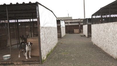Покинуті собаки: в Черкасах почастішали випадки, коли містяни евакуюються, а своїх домашніх тварин лишають надворі Покинуті собаки: в Черкасах почастішали випадки, коли містяни евакуюються, а своїх домашніх тварин лишають надворі