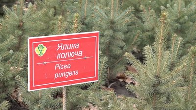 "Це як дитина". Як на Харківщині вирощують новорічні ялинки та сосни "Це як дитина". Як на Харківщині вирощують новорічні ялинки та сосни