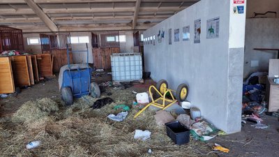 Розстріляні коні у Бучі: як шукали та рятували вцілілих Розстріляні коні у Бучі: як шукали та рятували вцілілих