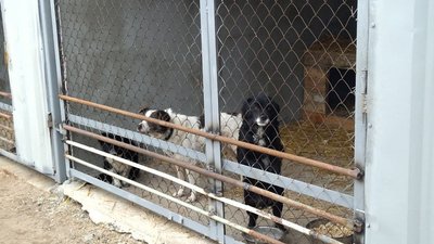 На Миколаївщині облаштовують комунальний пункт тимчасового утримання безпритульних собак На Миколаївщині облаштовують комунальний пункт тимчасового утримання безпритульних собак