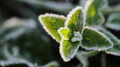 На Тернопільщині 29 квітня прогнозують заморозки, заморозки, погода, 28 квітня 2026 року
