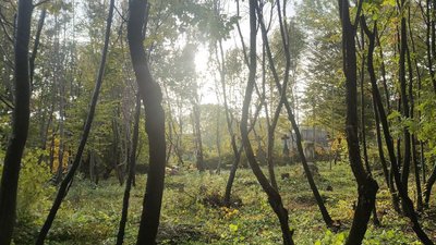 На польському кладовищі в Олієві виріс ліс На польському кладовищі в Олієві виріс ліс