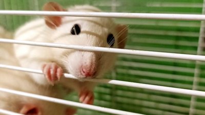 Працівники Одеського зоопарку доглядають за майже 600 домашніми тваринами