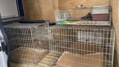 У Полтавській ТГ стерилізують котів у рамках проєкту "Кішка": скільки тварин прооперували У Полтавській ТГ стерилізують котів у рамках проєкту "Кішка": скільки тварин прооперували
