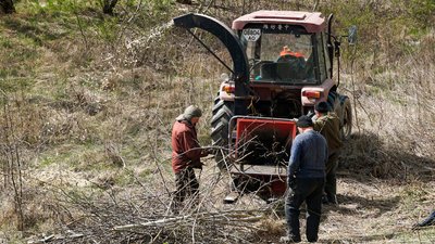 В Ужгороді на Студентській набережній висадять молоді липи В Ужгороді на Студентській набережній висадять молоді липи