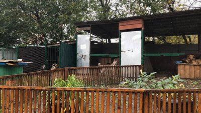 Безпритульні коти та собаки: скільки їх у Полтавській громаді та регулюють чисельність Безпритульні коти та собаки: скільки їх у Полтавській громаді та регулюють чисельність