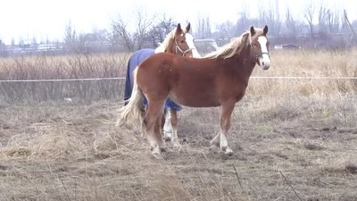 коні, тварини, Нікополь