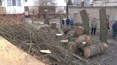 Зрізані дерева Зрізані дерева