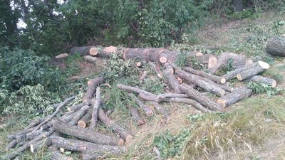 На Сумщині незаконно спиляли 50 дубів На Сумщині незаконно спиляли 50 дубів