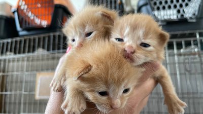 Троє маленьких кошенят