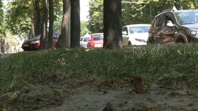 Газони косять під час спеки. Рівненські екоактивісти обурені
