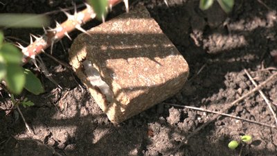 Сформували 293 бригади. На Кіровоградщині розкладають приманки для диких тварин з вакциною від сказу Сформували 293 бригади. На Кіровоградщині розкладають приманки для диких тварин з вакциною від сказу