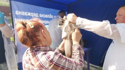 Через випадок сказу у селі Салівка будуть щеплювати тварин Через випадок сказу у селі Салівка будуть щеплювати тварин