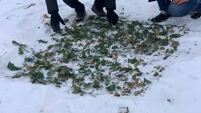 Як зміни температури вплинуть на урожай озимих на Тернопільщині Як зміни температури вплинуть на урожай озимих на Тернопільщині