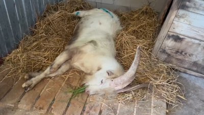 Під Житомиром врятували тварину, яка місяць пролежала затиснутою між бетонними плитами Під Житомиром врятували тварину, яка місяць пролежала затиснутою між бетонними плитами