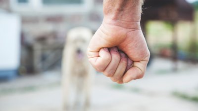 Зарізав ножем собаку через курку: на Чернігівщині поліція викрила чоловіка