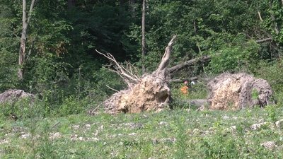 У лісництві на Житомирщині почали розчищати ділянки лісу, пошкоджені смерчем