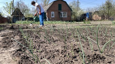 Поливання огородів: як це робити правильно