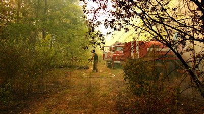 Як гасять пожежу в лісі у Нововодолазькому районі Харківщини: фото