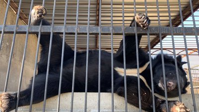 У Запорізькій області ведмедиця обідає з котиками