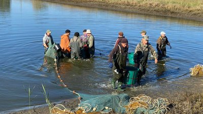 До водойм Миколаївщини заплановано випустити 500 тисяч екземплярів рослиноїдних видів риб