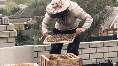 Який врожай меду очікують зібрати пасічники Харківщини