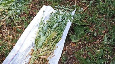 Посадила на городі: на Вінниччині жінка вирощувала наркотичні рослини Посадила на городі: на Вінниччині жінка вирощувала наркотичні рослини