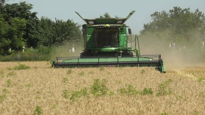 На два тижні пізніше. Аграрії розпочали на Донеччині збір озимої пшениці На два тижні пізніше. Аграрії розпочали на Донеччині збір озимої пшениці