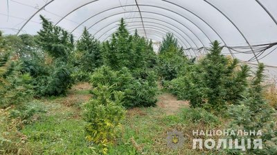 На Одещині викрили чоловіка, який вирощував кущі конопель у теплиці поблизу будинку — поліція На Одещині викрили чоловіка, який вирощував кущі конопель у теплиці поблизу будинку — поліція