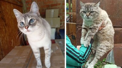 У Черкасах шукають родини для котів з Краматорська