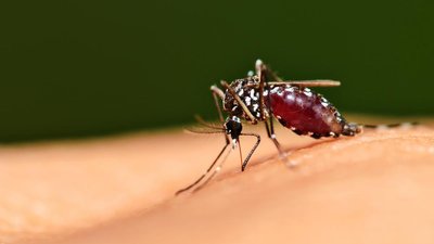 На Одещині двоє моряків захворіли на малярію, один із них помер