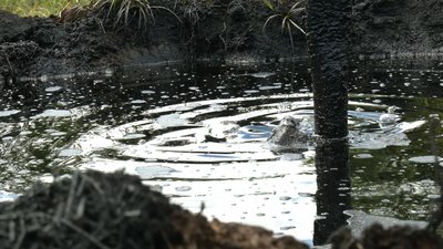 У селі Міжгір’я на Прикарпатті зі старих свердловин витікає нафта у городи жителів та місцеву річку