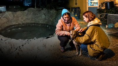 Атака РФ по КП Крок до тварин у Чернігові: які наслідки, що розповідають