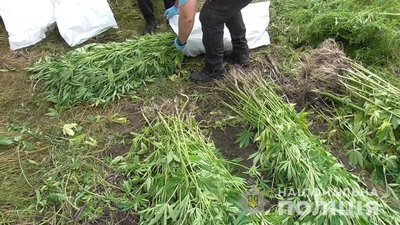 У Кривому Розі правоохоронці виявили посеред поля плантацію конопель