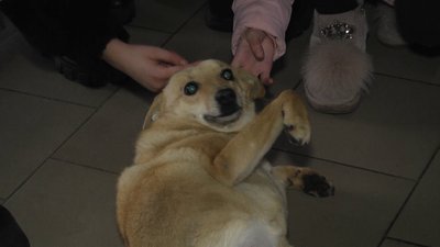 На Житомирщині школярі зібрали гроші й купили корм, іграшки та ліки для безпритульних тварин На Житомирщині школярі зібрали гроші й купили корм, іграшки та ліки для безпритульних тварин