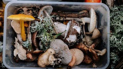 Гриби, отруєння, лікарня, Держпродспоживслужба, здоров'я, діти