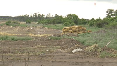 Місце тимчасового захоронення курей у полі біля села Потоки