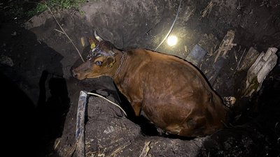 Корова у двометровій ямі