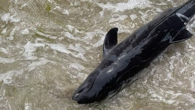 Що робити, якщо ви знайшли дельфіна або морську свиню на березі в Одесі чи області: поради науковців Що робити, якщо ви знайшли дельфіна або морську свиню на березі в Одесі чи області: поради науковців
