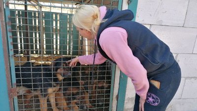 Жителька Кіровоградщини прихистила собак, яких лишають кропивничани та переселенці з інших міст Жителька Кіровоградщини прихистила собак, яких лишають кропивничани та переселенці з інших міст